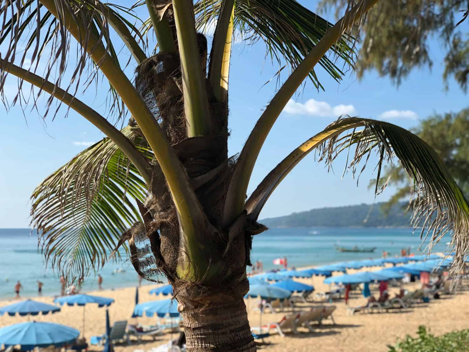 kata beach hotel